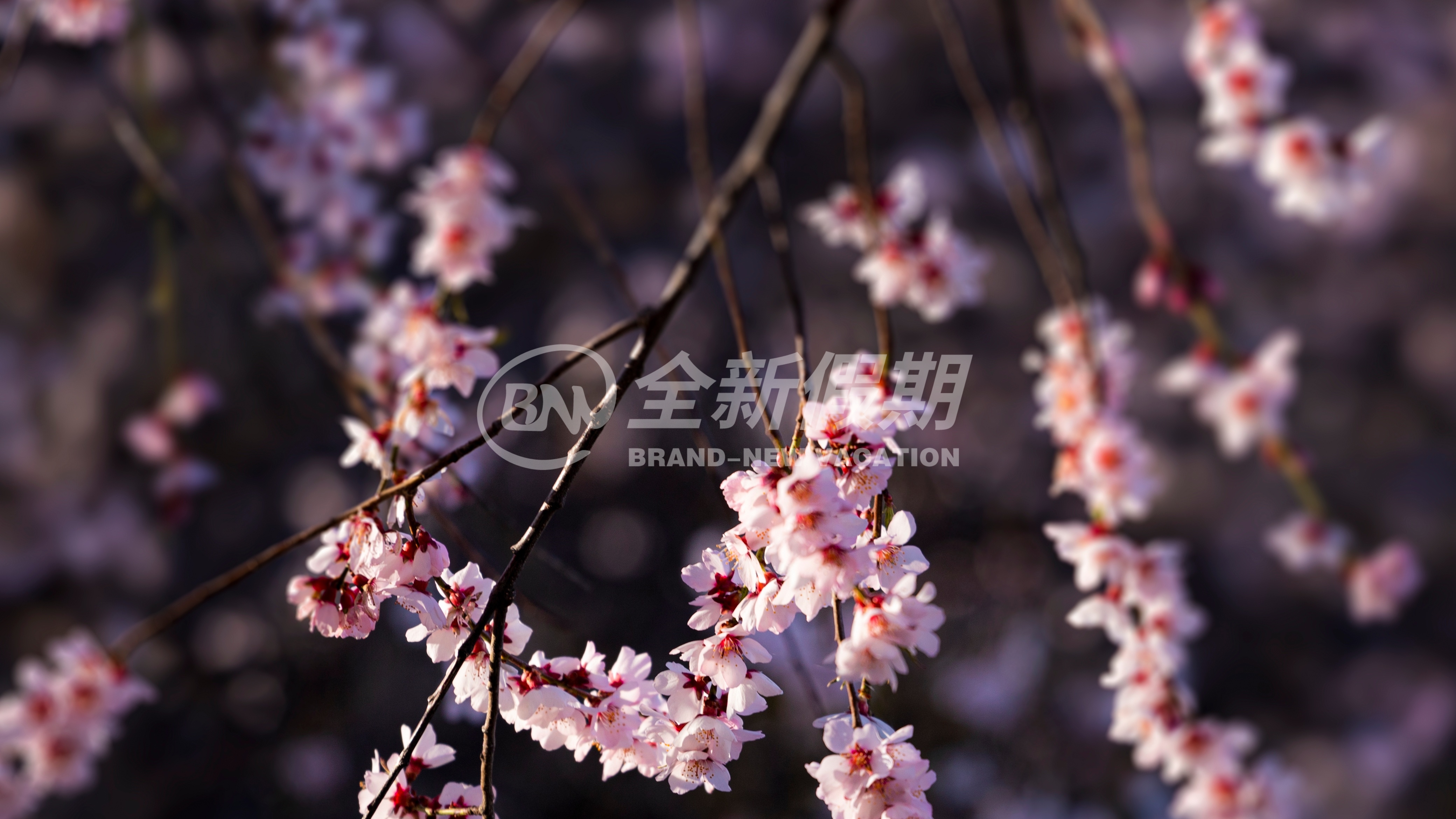 桃花