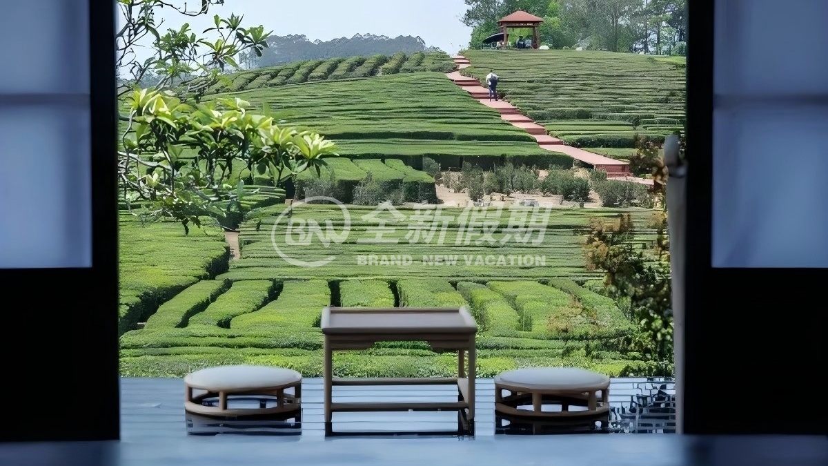 惠州茶园