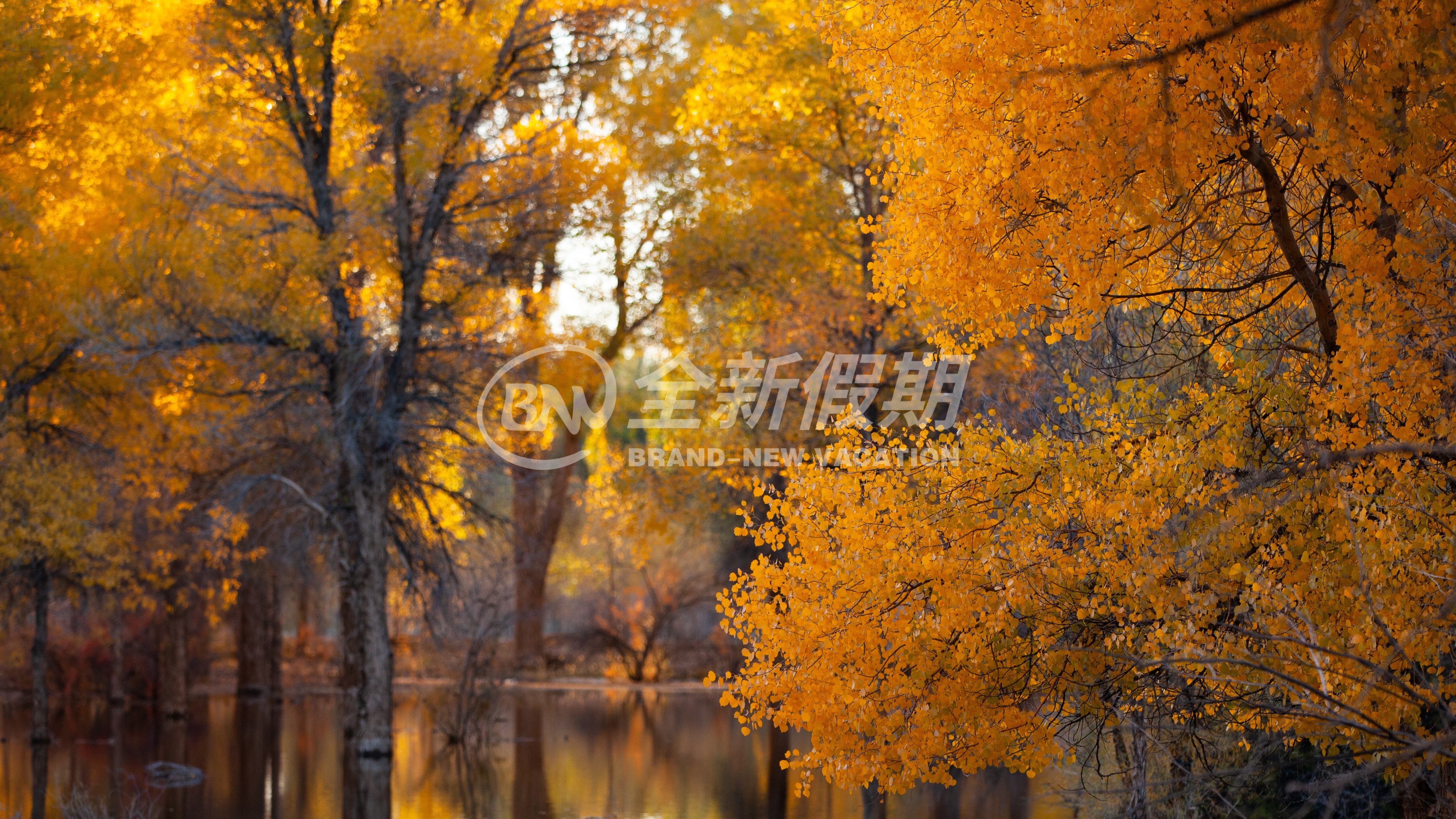 胡杨林