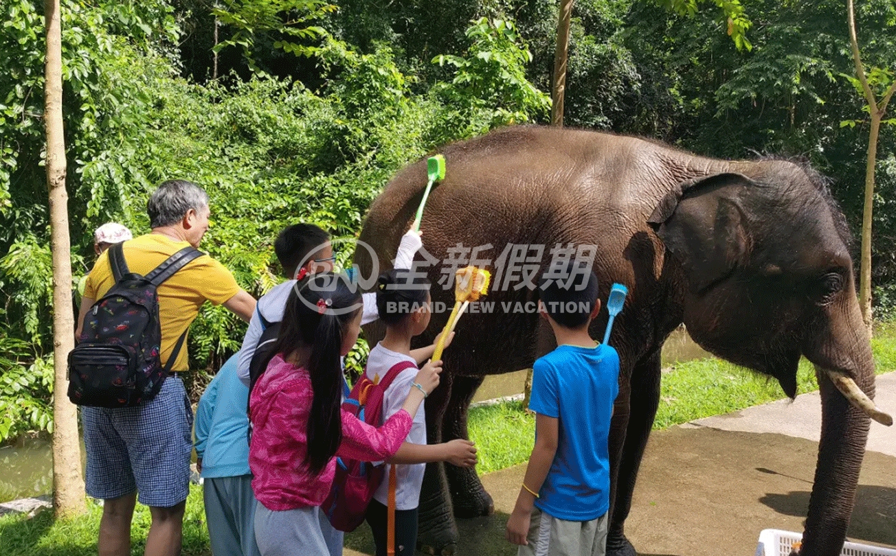 大象村