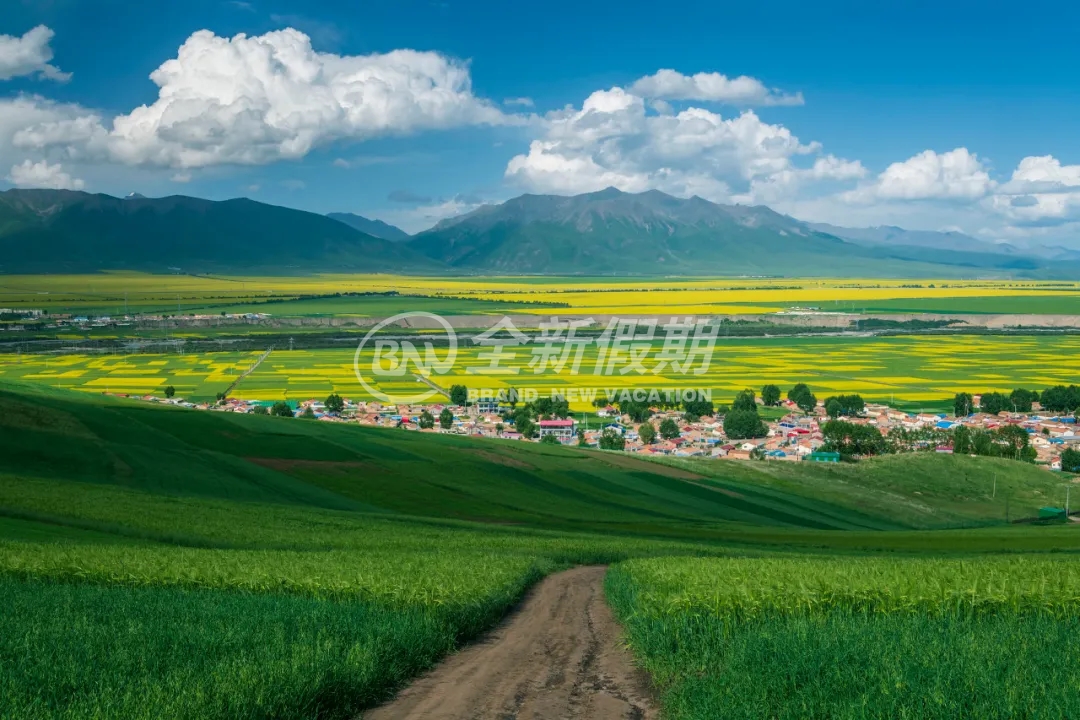 油菜花