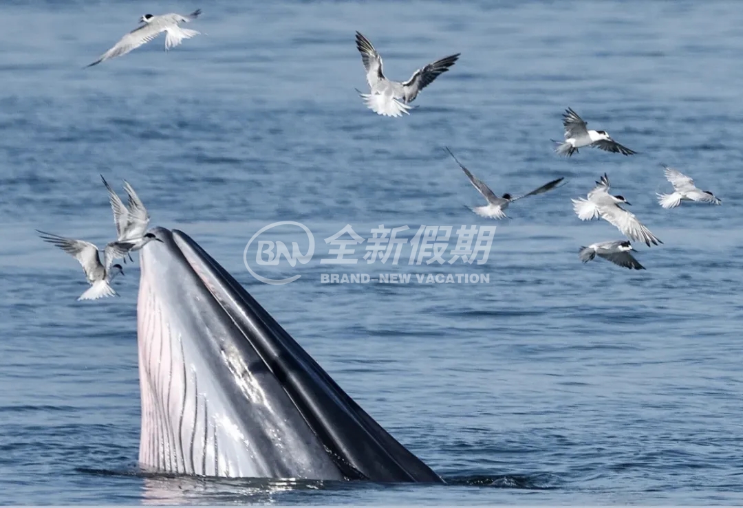 北海寻鲸