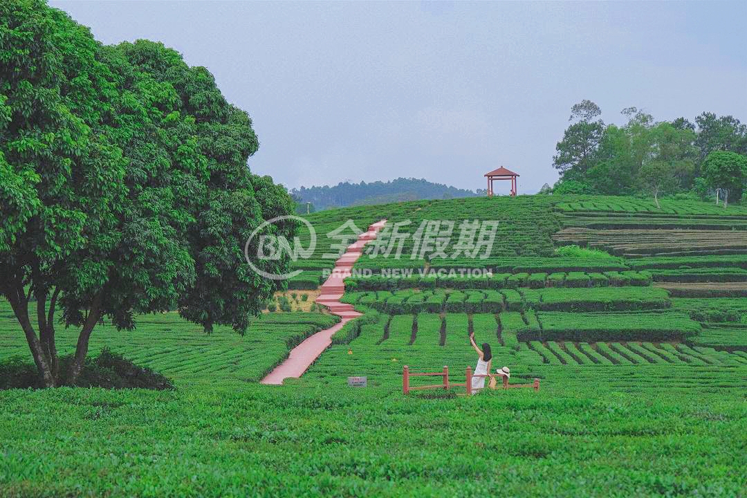 茶园
