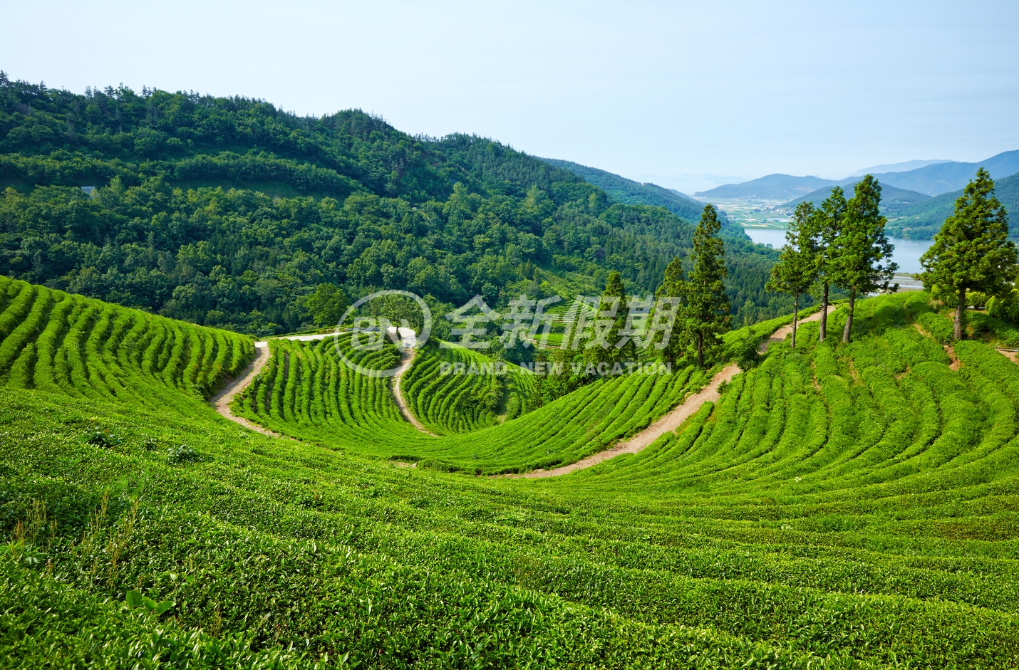 茶园
