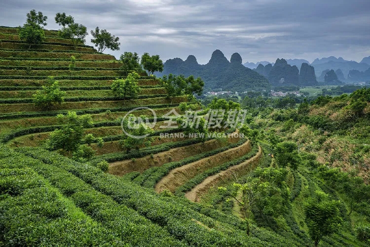 T3茶园