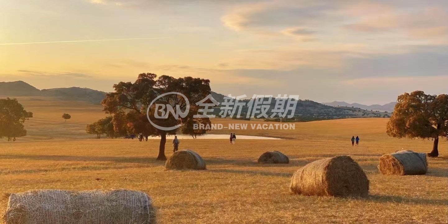 网红草垛